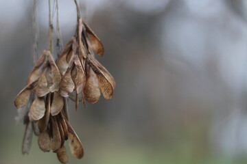 A close up of a plant