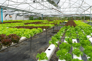 hydroponic organic vegetable farm that grow green lettuce