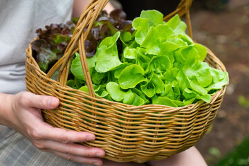 woman harvest green organic lettuce from farm and keep them in basket
