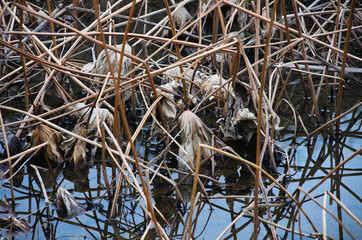 decayed lotus leaves