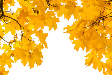 Fototapeta na wymiar Tree branches with yellow maple leaves isolated on white background. Autumn fall concept.