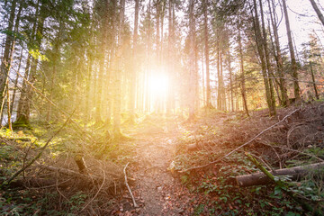 Obraz premium Impressive sunset in the forest: Tree trunks, sunbeams, light and shadow