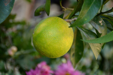 the green ripe grapefruit with leaves in the garden.