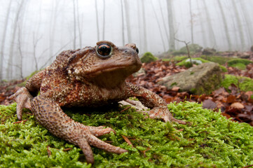Common toad (Bufo bufo) in its habitat at Monte Amiata, Tuscany, Italy.