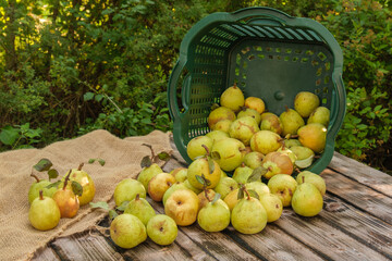 Erntezeit: Frische Birnen auf einem hölzernen Untergrund vor Jute und einem Gartenkorb