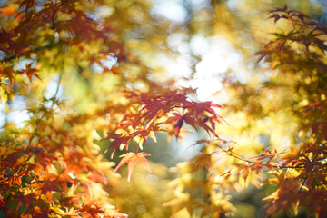 Japanese Maple Leaves