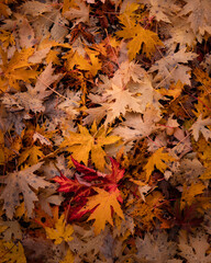 Tapis de feuilles de forêt tombées d'automne (Photo verticale)
