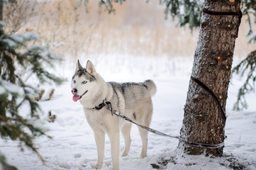 a husky dog ​​is standing in the snow, tied by a leash to a tree trunk.