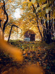 A wooden hut in the forest