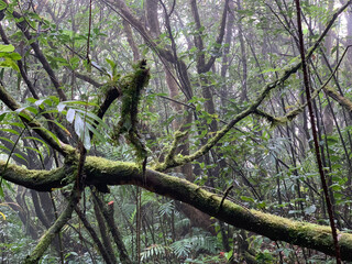 Fototapeta premium tree in the woods