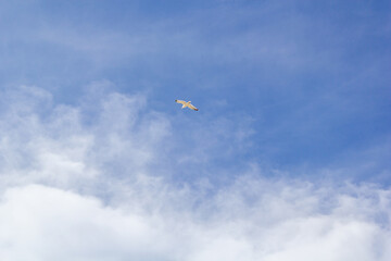 seagull in the sky