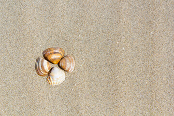 shell on the beach