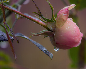 Gouttes et bouton de rose