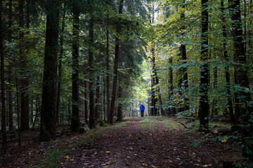 Fototapeta premium walk in the woods
