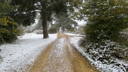 dirt road without snow entering the newly snowed forest, freshly fallen snow is seen on the sides although there is no snow on the road