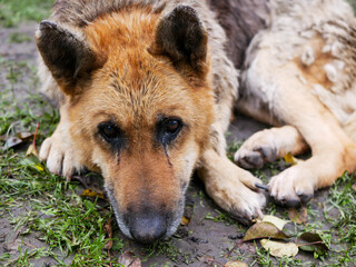 Old, sitting blind german shepherd close up portrait shot on a cloudy November day.