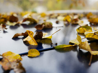 Colorful autumn leaves on cars top , shallow depth of field, copy space.