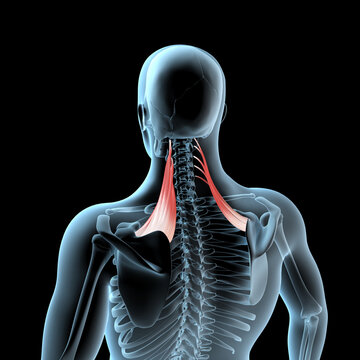 3d Illustration of the Levator Scapulae Muscles Anatomical Position on Xray Body