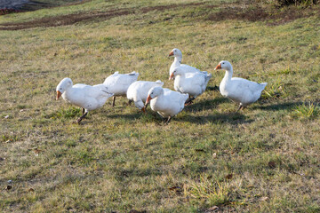 white geese in the field