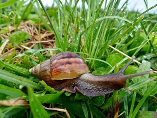 snail on a leaf
