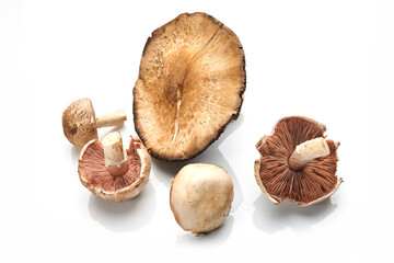 Wild Foraged Mushroom selection isolated on white background, with shadow.