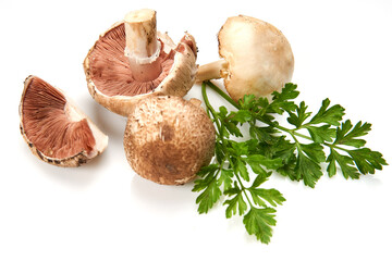 Wild Foraged Mushroom and parsley isolated on white background, with shadow.
