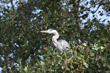 Grey heron on a branch