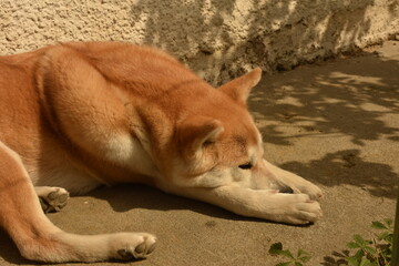 akita