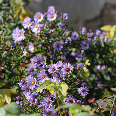 Light blue Asters in garden