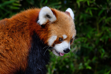 red panda in zoo