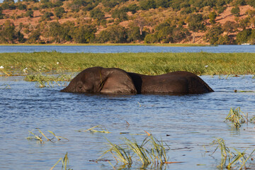 Elephant eating grass in the Chobe River