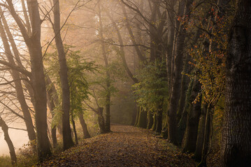 Foggy sunrise in a woods during autumn foliage