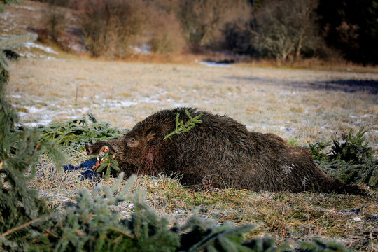 Caught a large wild boar as a hunting trophy, (Sus scrofa), beautiful white teeth.