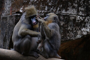 The mandrill is a primate of the Old World monkey family.