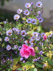 Roses and Asters