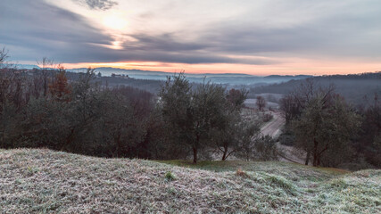 Cold misty morning in the vineyards of Italy