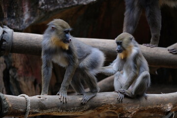 The mandrill is a primate of the Old World monkey family.