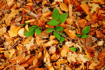 colorful autumn leaves with green plants and leaves