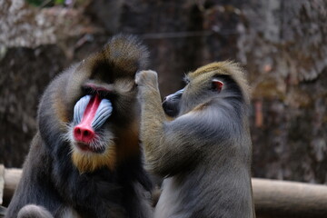 The mandrill is a primate of the Old World monkey family.