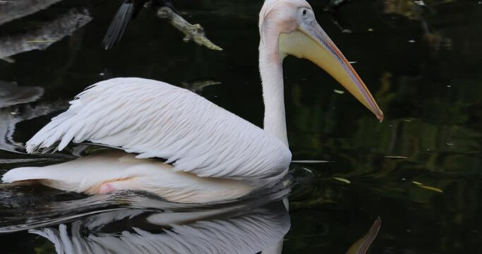 Dalmatian pelican (Pelecanus crispus) is the largest member of the pelican family, and perhaps the world's largest freshwater bird, although rivaled in weight and length by the largest swans.