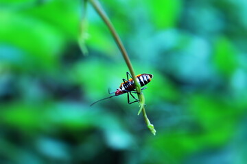 beetle perch on leaves. flower . beautiful background.	