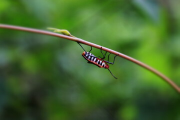 beetle perch on leaves. flower . beautiful background.