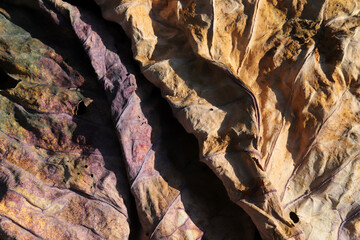 Yellowed leaves in autumn. Abstract nature background texture.