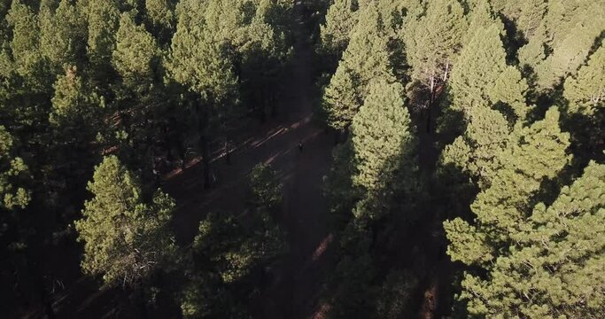 Flagstaff Arizona Forest from Above Drone Aerial Autumn Fall Flyover Isolated