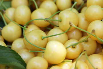  Fresh ripe cherries. Food background.