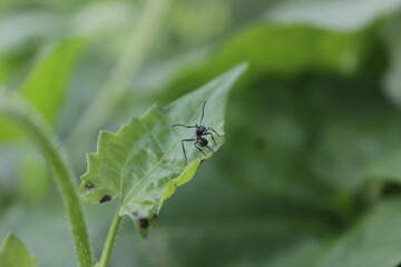 Black ant . Close up One red ant on green leaf and leaf background