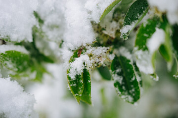 snow covered branches