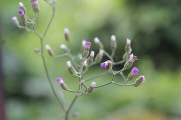 Green leaf, Natural, Green, Background, Colorful, Wallpaper, Organic, Garden, Summer