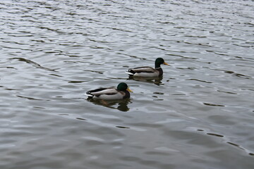 Ducks in the city pond
