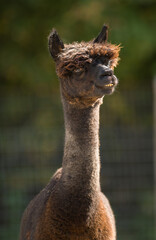 Alpaca portrait head shot of long neck face black curly hair and  ears vertical format dark green...